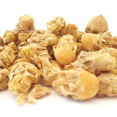 Opuntia Flowers - Prickly Pear